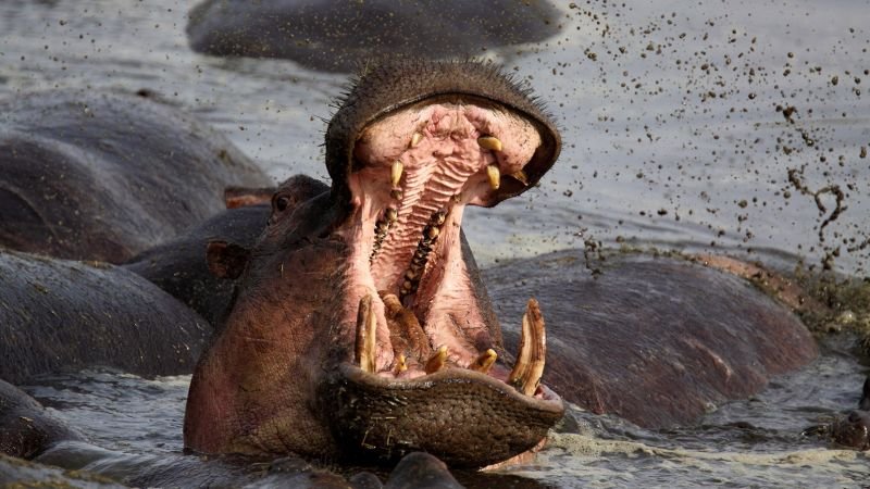 ‘I was up to my waist down a hippo’s throat.’ He s…