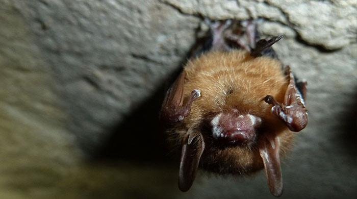 New tools give researchers hope for fungus-ravaged…
