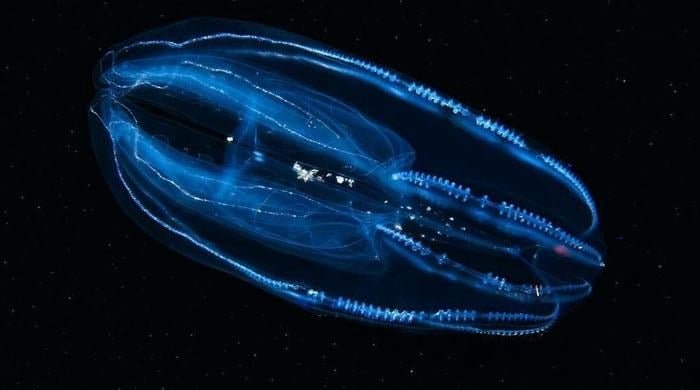 Comb jellyfish that reverses ageing may hold key t…