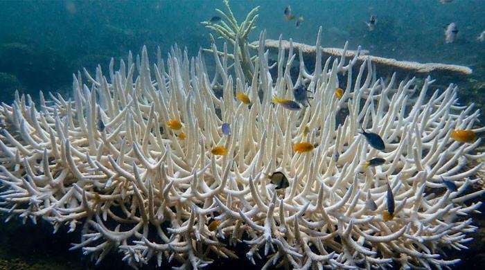World’s largest coral discovered by scientists in Pacific Ocean World’s largest coral discovered by scientists in Pacific Ocean