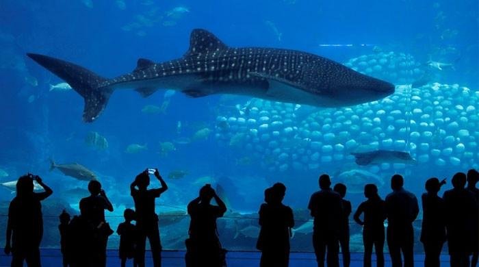 Visitors enraged after China aquarium showcases robotic whale shark