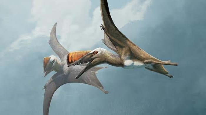 Scientists unlock history of ancient flying reptil…