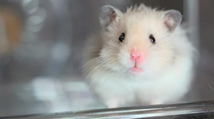 132 escapee hamsters ground flight for four days