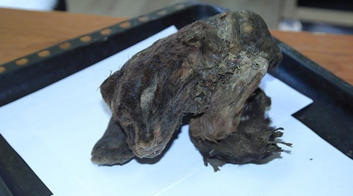 Russian scientists hail discovery of 32,000-year-o…