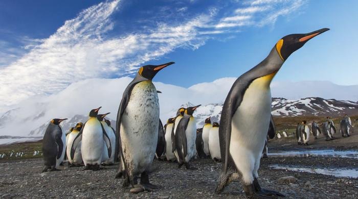 Penguin that swam from Antarctica to Australia rel…