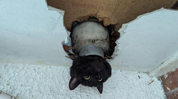 Cat rescued after it got stuck while wiggling through drainpipe Cat rescued after it got stuck while wiggling through drainpipe