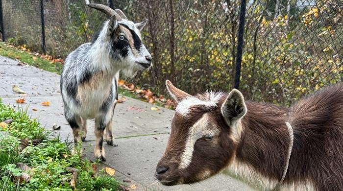 Goats detained by police in Washington for ‘bad’ behaviour Goats detained by police in Washington for ‘bad’ behaviour