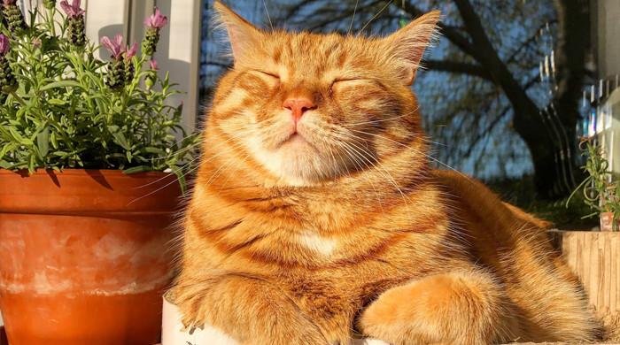 Pet cat ‘claws’ owner to death in Russ…