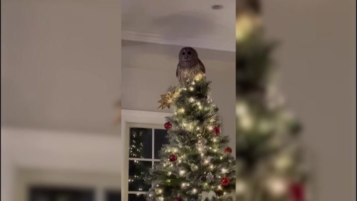 Owl flies down chimney to perch on family’s Christmas tree | Lifestyle