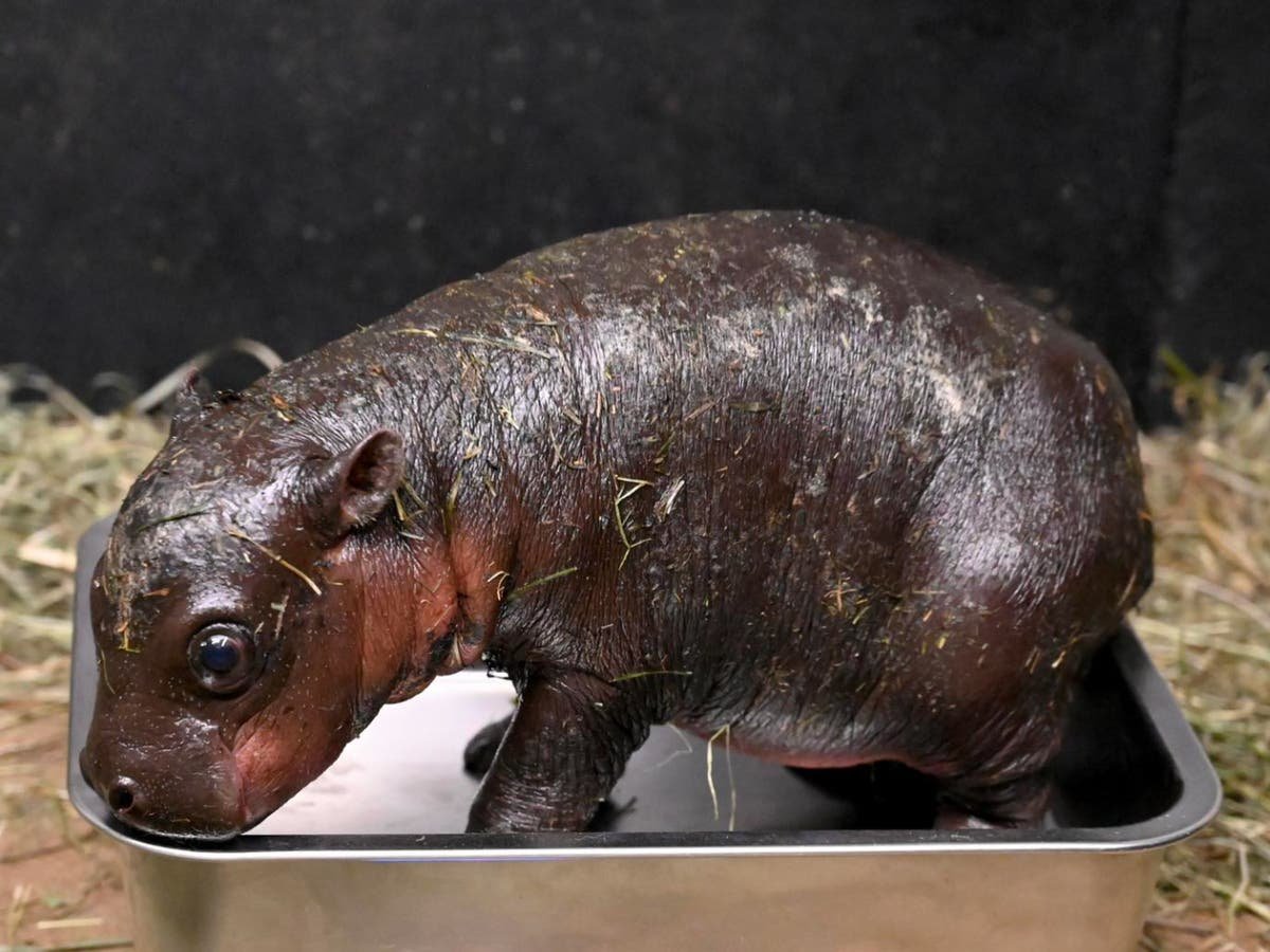 Virginia zoo gets its own Moo Deng and launches poll to name baby pygmy hippo