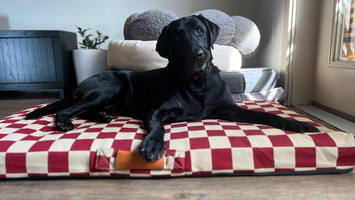 Best Dog Beds of 2024 Best Dog Beds of 2024