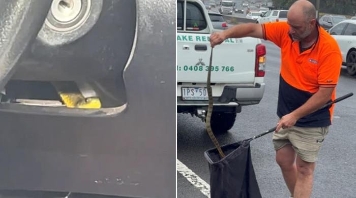 Fourth most venomous snake ‘slithers’ up driver’s leg on freeway Fourth most venomous snake ‘slithers’ up driver’s leg on freeway
