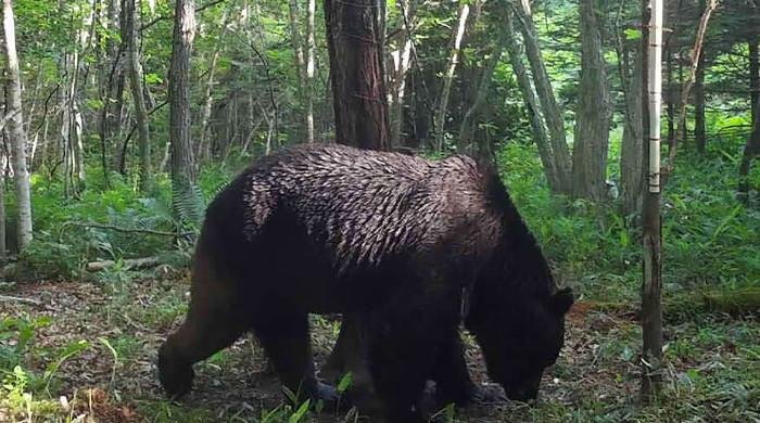 Bear put to death after holing up in supermarket for three days Bear put to death after holing up in supermarket for three days