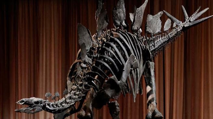 New York museum unveils ‘Apex’ — an almost complete Stegosaurus New York museum unveils ‘Apex’ — an almost complete Stegosaurus