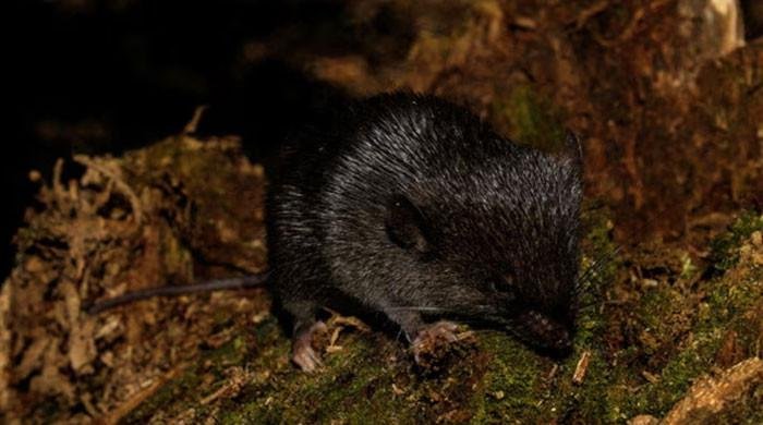 ‘Amphibious mouse’ among 27 new species discovered in Peru’s Amazon