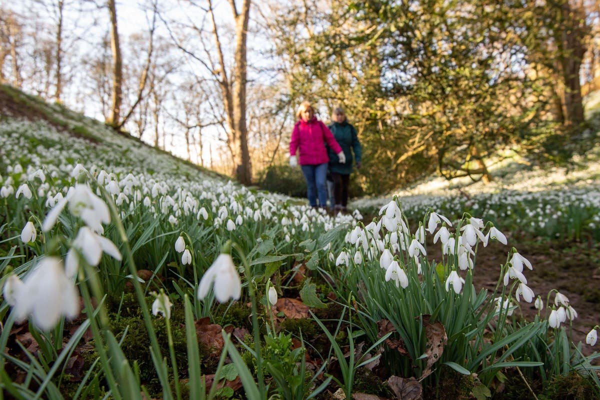 Top winter gardens to see snowdrops