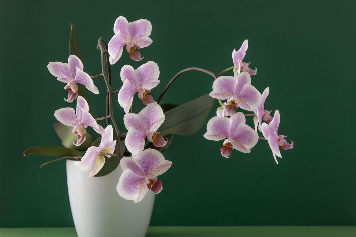 How to choose the right orchid for your home