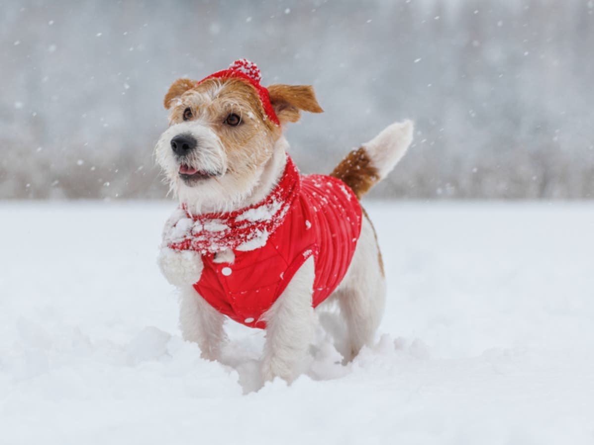 How to keep your pets safe in the cold as record-breaking freeze slams US