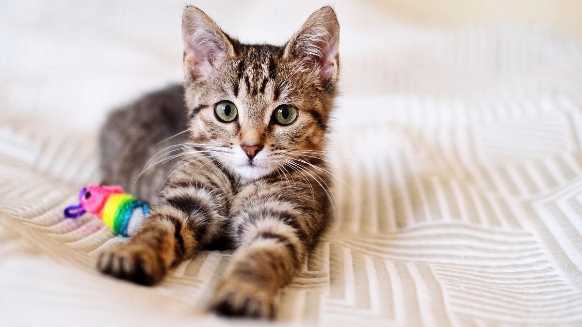 Raw Cat Food Linked to Bird Flu — A Vet Shares How to Protect Your Pets From the Virus