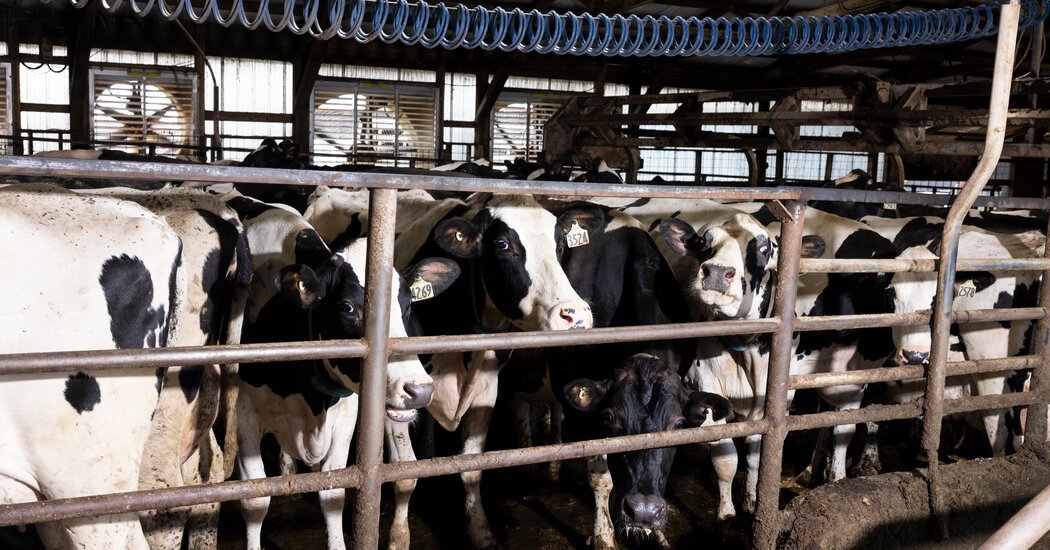 C.D.C. Study Finds Silent Bird Flu Infections in Dairy Veterinarians C.D.C. Study Finds Silent Bird Flu Infections in Dairy Veterinarians