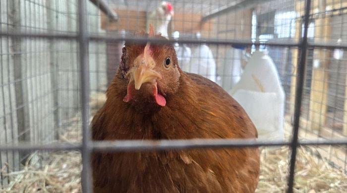 Americans bring chickens home to roost amid egg shortage