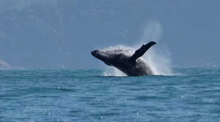 Humpback whale swallows kayaker before his astonishing escape Humpback whale swallows kayaker before his astonishing escape