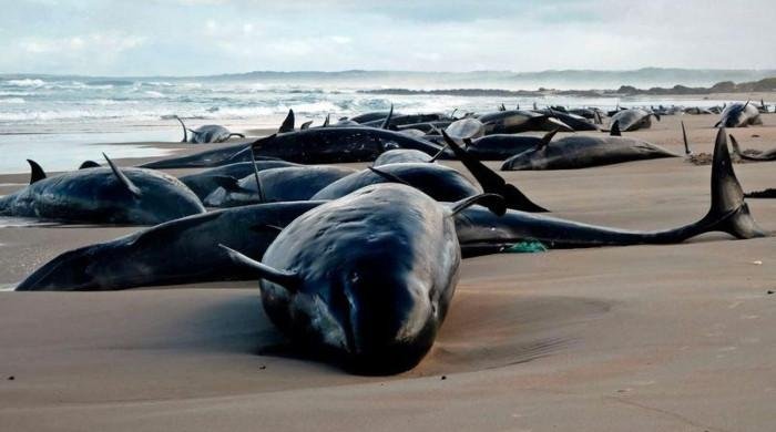 Pod of 157 dolphins stranded on remote Australian beach Pod of 157 dolphins stranded on remote Australian beach