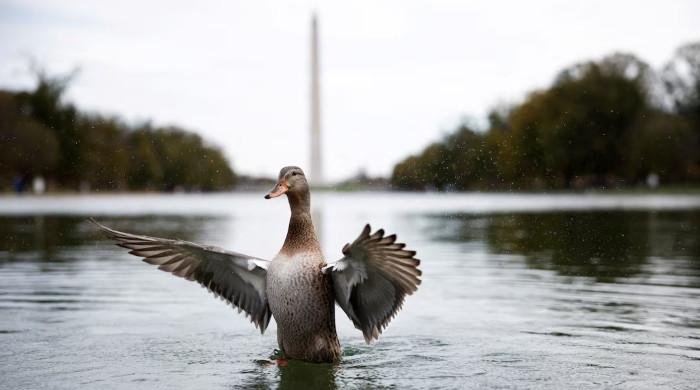 Many US bird species seen as reaching population ‘tipping point’