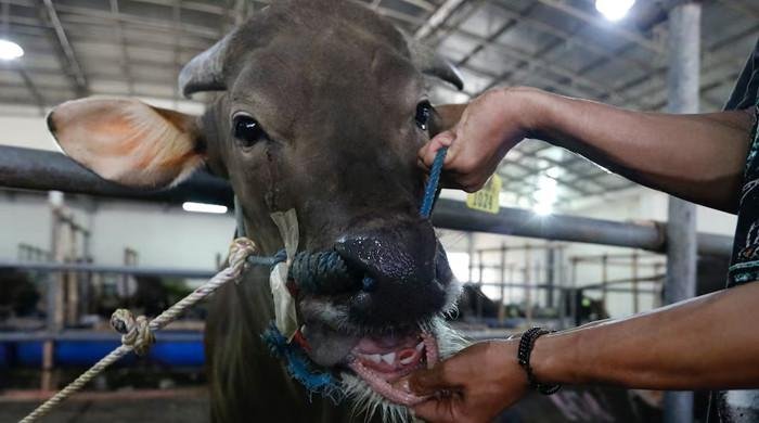 Hungary suggests possible ‘biological attack’ linked to foot-and-mouth outbreak
