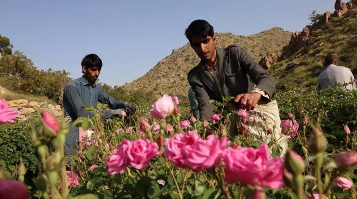 Saudi ‘city of roses’ offers fragrant reminder of desert’s beauty Saudi ‘city of roses’ offers fragrant reminder of desert’s beauty