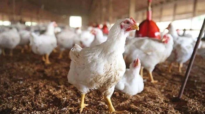 Pakistani scientists develop chicken breed which lays over 200 eggs a year Pakistani scientists develop chicken breed which lays over 200 eggs a year