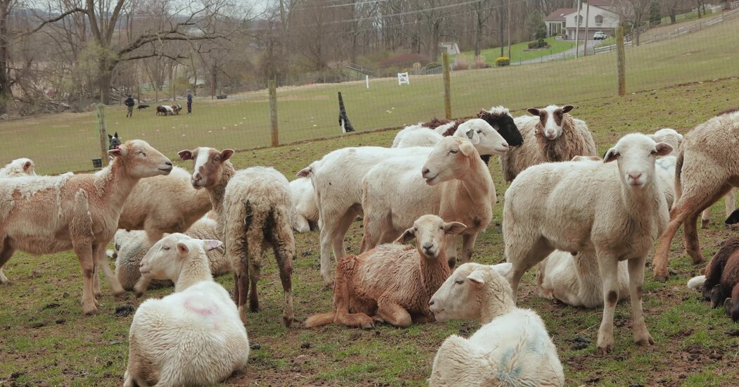 How a Sheep-Herding Cardiologist Spends His Sundays How a Sheep-Herding Cardiologist Spends His Sundays