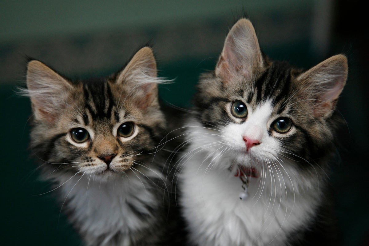 Record £1.23bn paid out in pet insurance claims in…