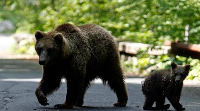 Slovakia allows culled bears to end up on plates Slovakia allows culled bears to end up on plates