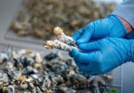 Psilocybin in magic mushrooms shows 5-year depression relief after single dose, study finds