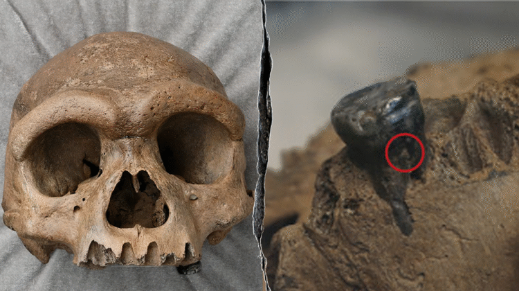 Ancient 146,000-year-old skull revealed as Denisovan, not new human species Ancient 146,000-year-old skull revealed as Denisovan, not new human species