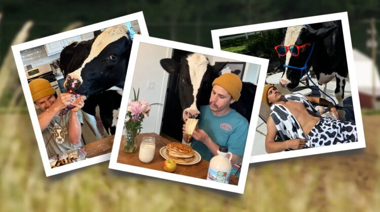 Viral steer brings joy to social media with indoor pancake videos Viral steer brings joy to social media with indoor pancake videos