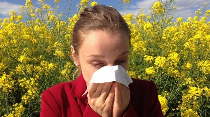 Researchers develop new ‘nasal molecular shield’ to relieve hay fever Researchers develop new ‘nasal molecular shield’ to relieve hay fever