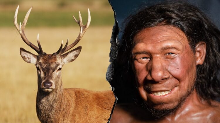 Neanderthals ran ‘fat factory’ 125,000 years ago, study finds Neanderthals ran ‘fat factory’ 125,000 years ago, study finds