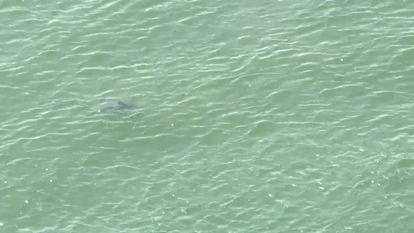 NYC uses drone technology to monitor sharks after Fourth of July sightings NYC uses drone technology to monitor sharks after Fourth of July sightings