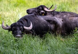 Oklahoma farmer killed by water buffaloes purchased day before attack