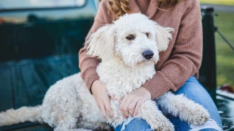 What happens when imagination meets emotional attachment to pets What happens when imagination meets emotional attachment to pets