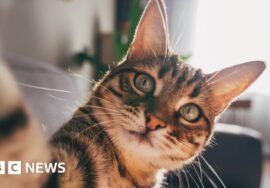 Cats develop dementia in a similar way to humans