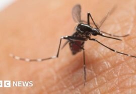 UK cases of mosquito-borne chikungunya virus more than double