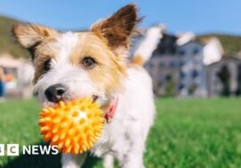 When is it too hot to walk your dog, and how to keep pets cool