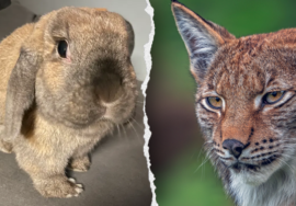 Denmark zoo asks public to donate unwanted pets to feed its predators; PETA balks