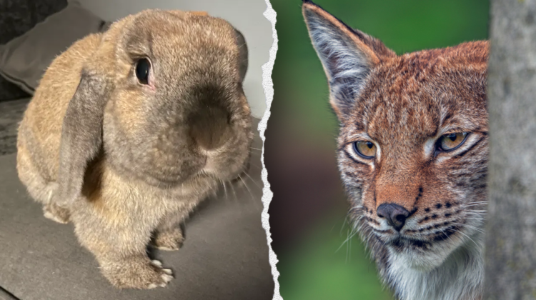 Denmark zoo asks public to donate unwanted pets to feed its predators; PETA balks