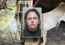 Florida woman leaves teen, 7 dogs for two-week-lon…