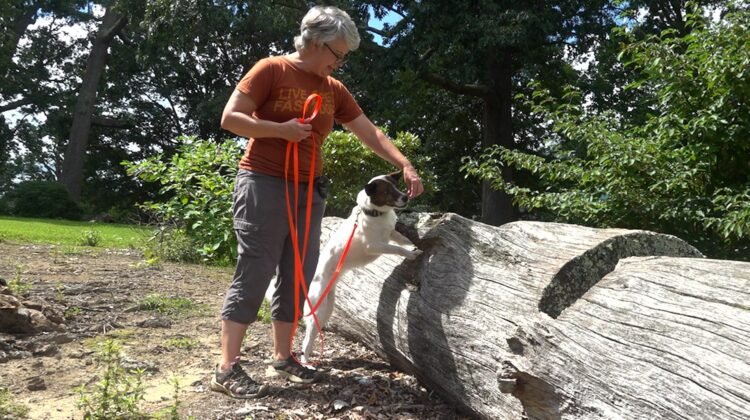 Dogs trained to detect spotted lanternfly eggs Dogs trained to detect spotted lanternfly eggs