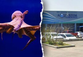 Woman recounts harrowing experience of octopus lat…